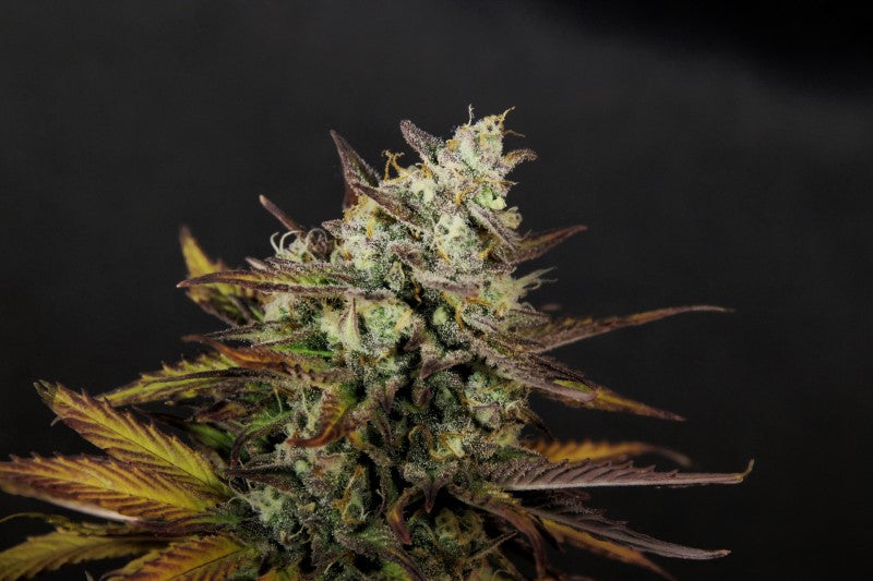 Critical Juice - Auto 2