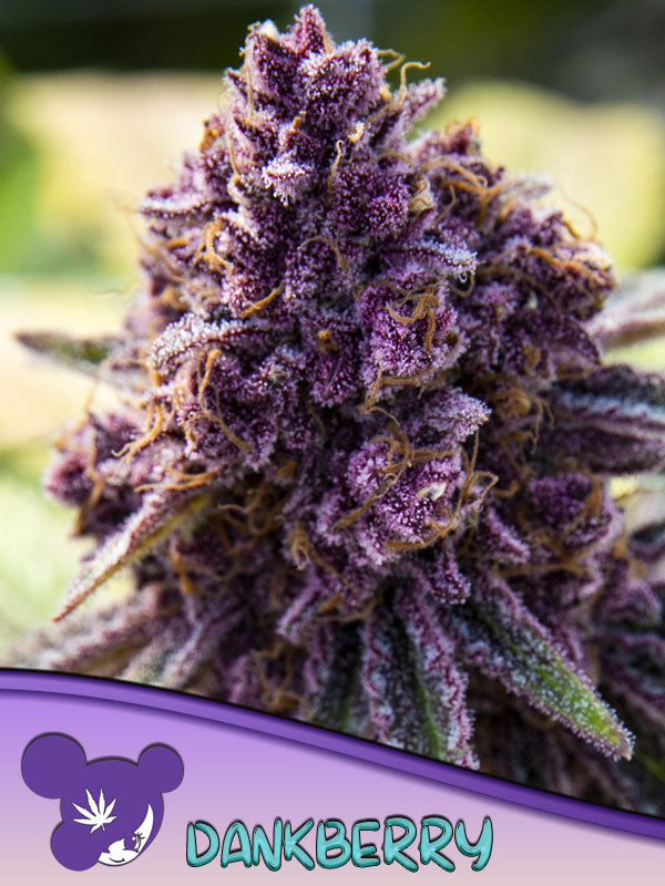 Dankberry - Feminized