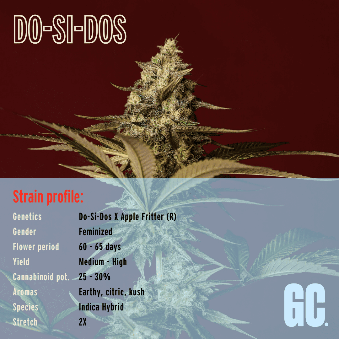 Do-Si-Dos - Feminized