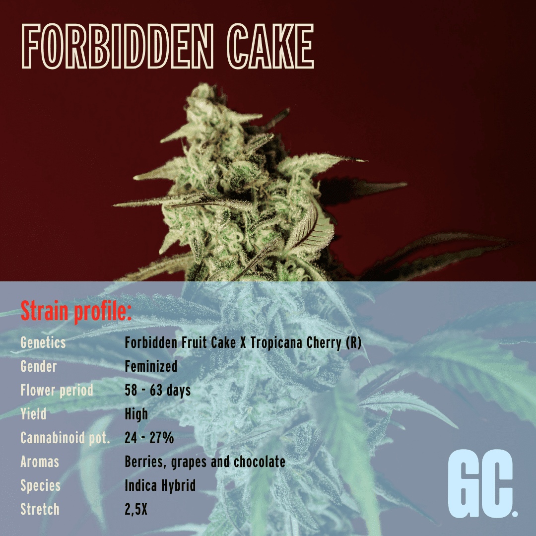 Forbidden Cake - Feminized