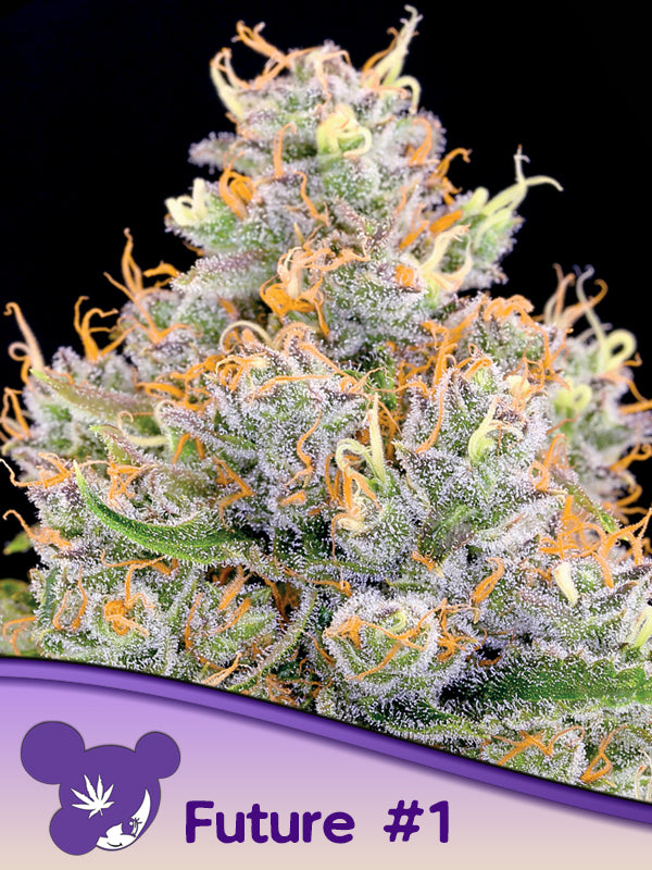 Future 1® Feminized Seeds Uplifting Hybrid Strain