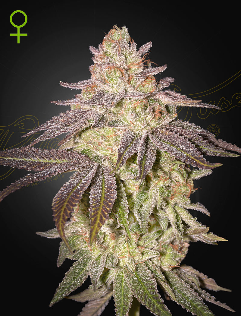 Alice-Seeds-com-BLack-Toffee-Auto-GHS