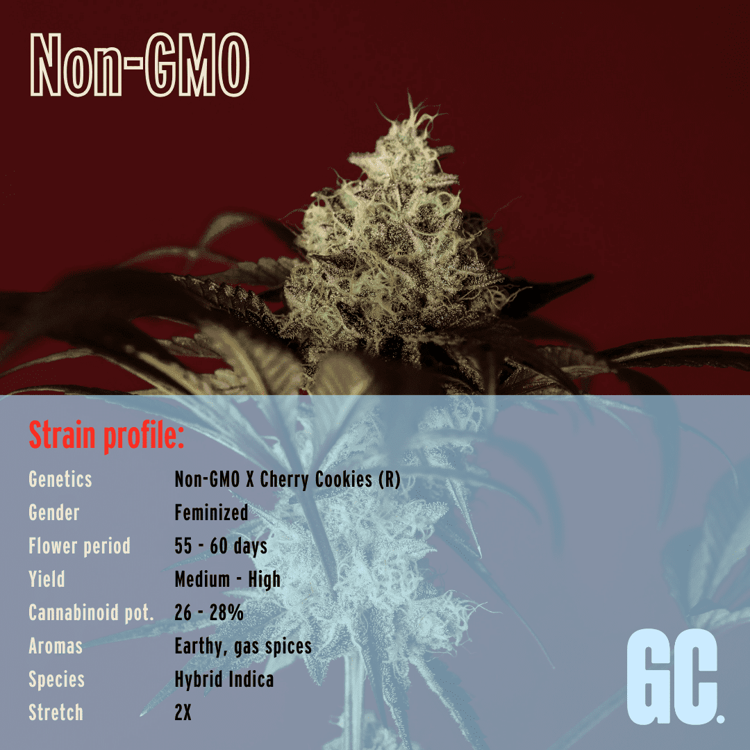 Non GMO - Feminized