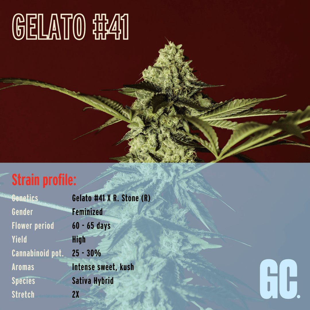 Gelato #41 - Feminized