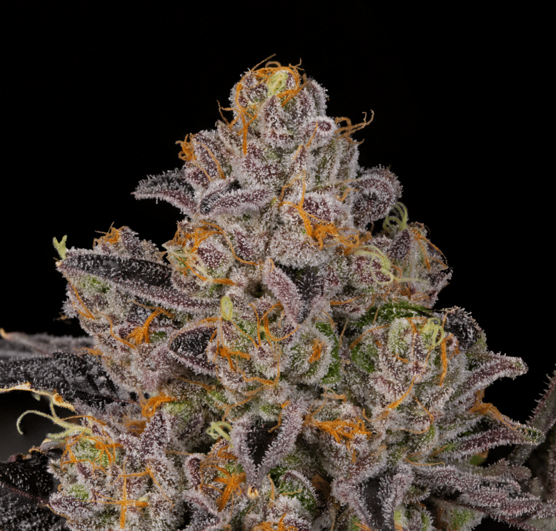 Guava Bomba - Feminized