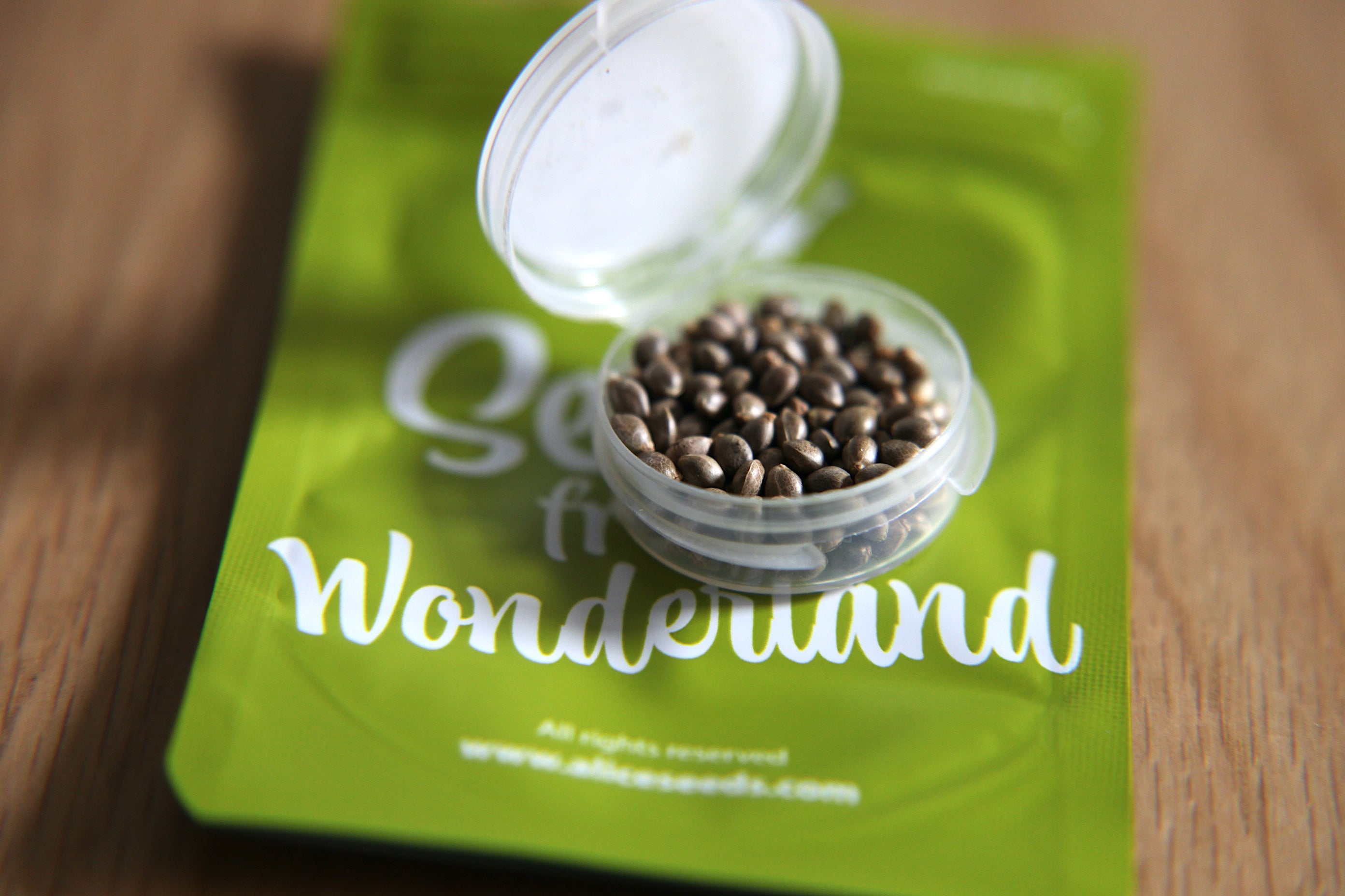 Black Domina - Feminized 7