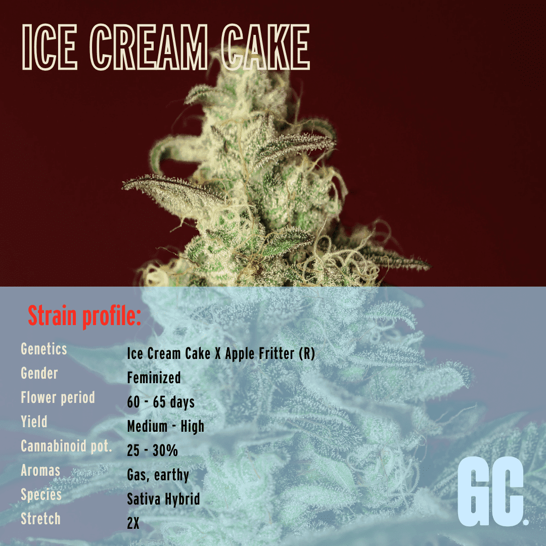 Ice Cream Cake - Feminized