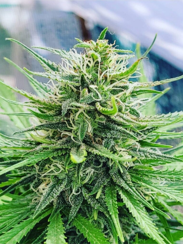 Indica Juice Feminized Seeds - Sweet Flavored Strain