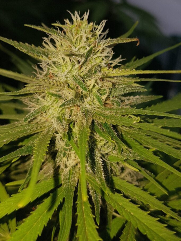 Indica Juice Feminized Seeds - Sweet Flavored Strain 2