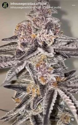 King Kush Breath V2 - Feminized 2