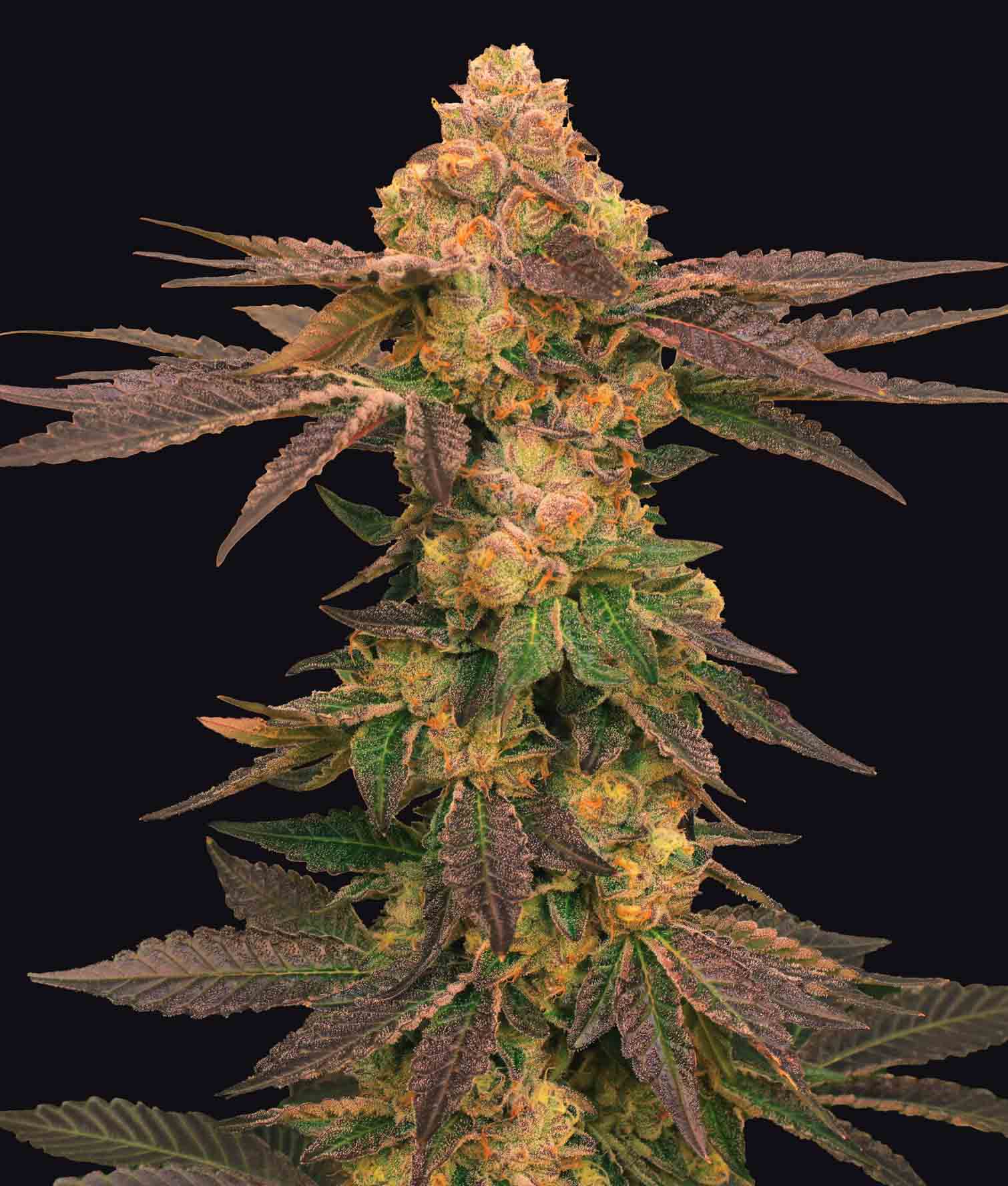 Melted Rainbow – Feminized