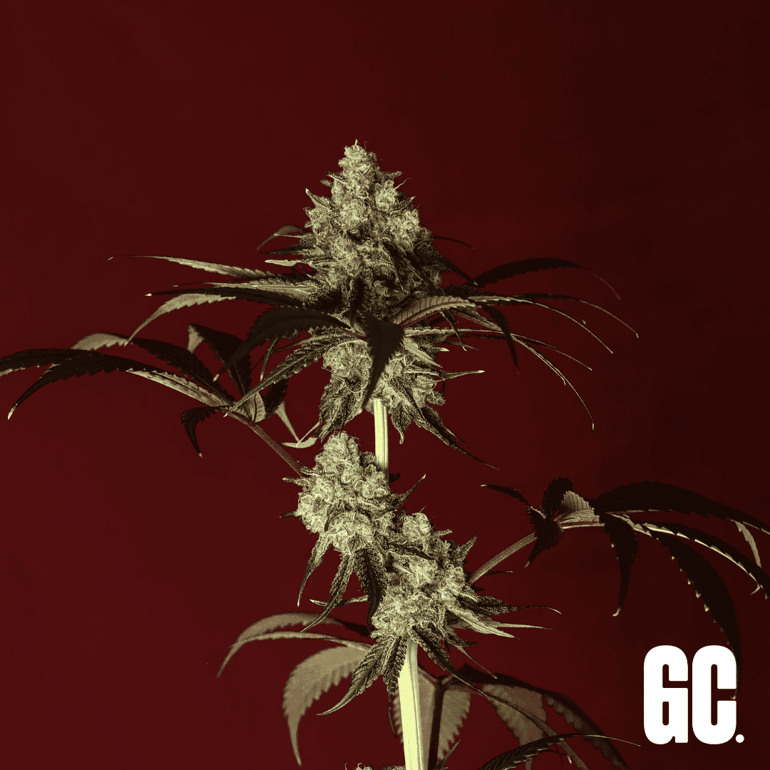 Paradise Zkittlez - Feminized