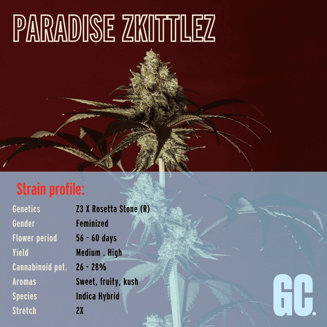 Paradise Zkittlez - Feminized