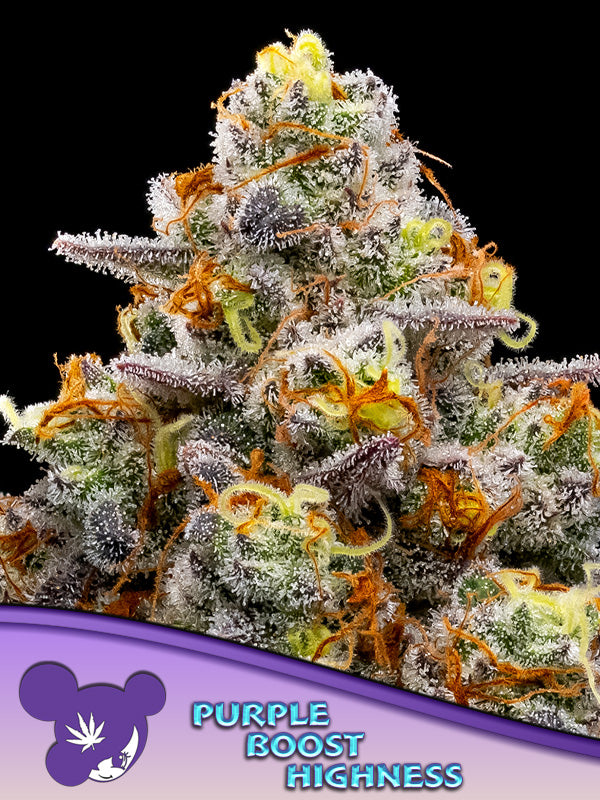 Purple Boost Highness - Feminized