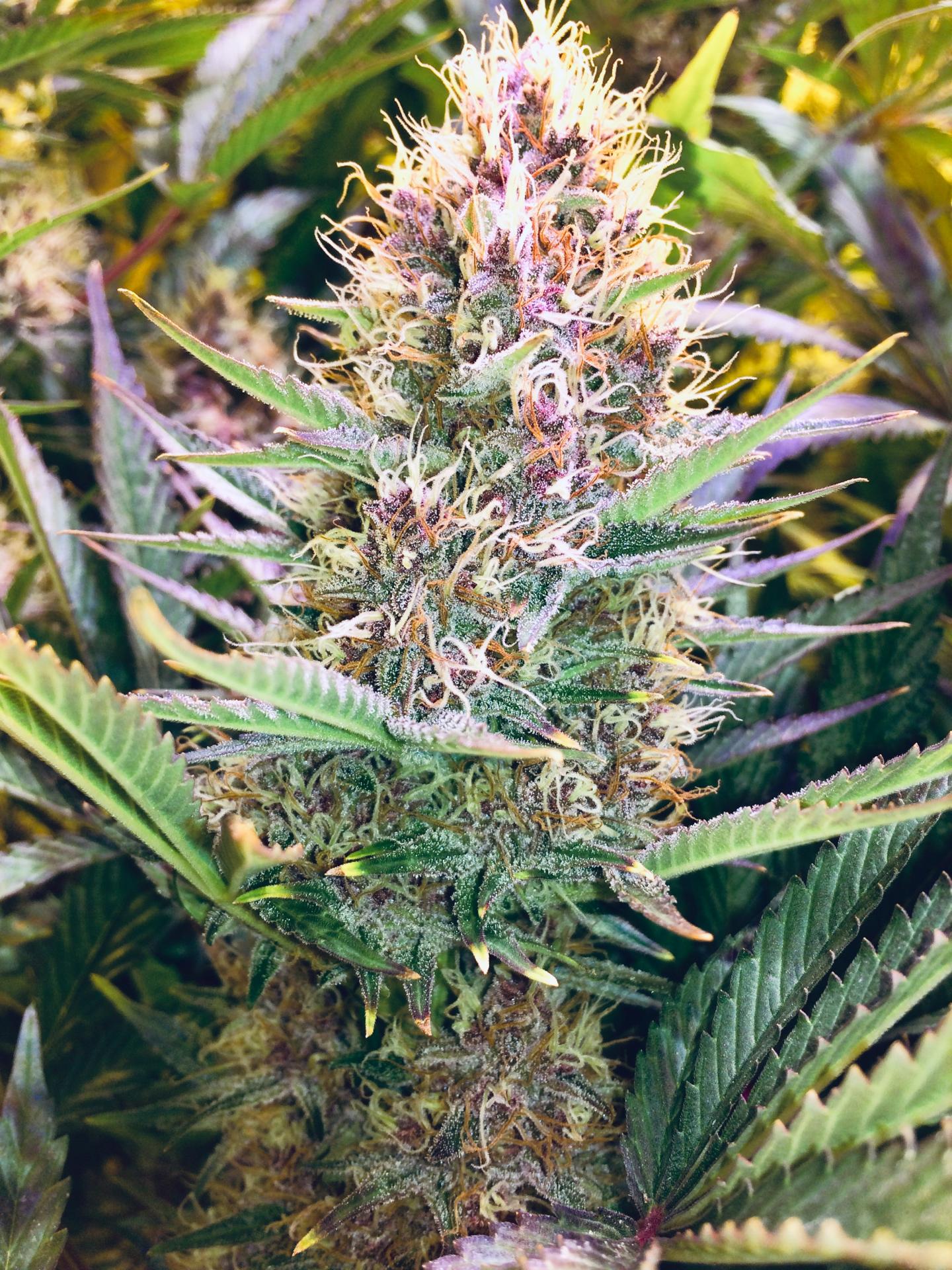 Purple Kush - Feminized (V3) 4