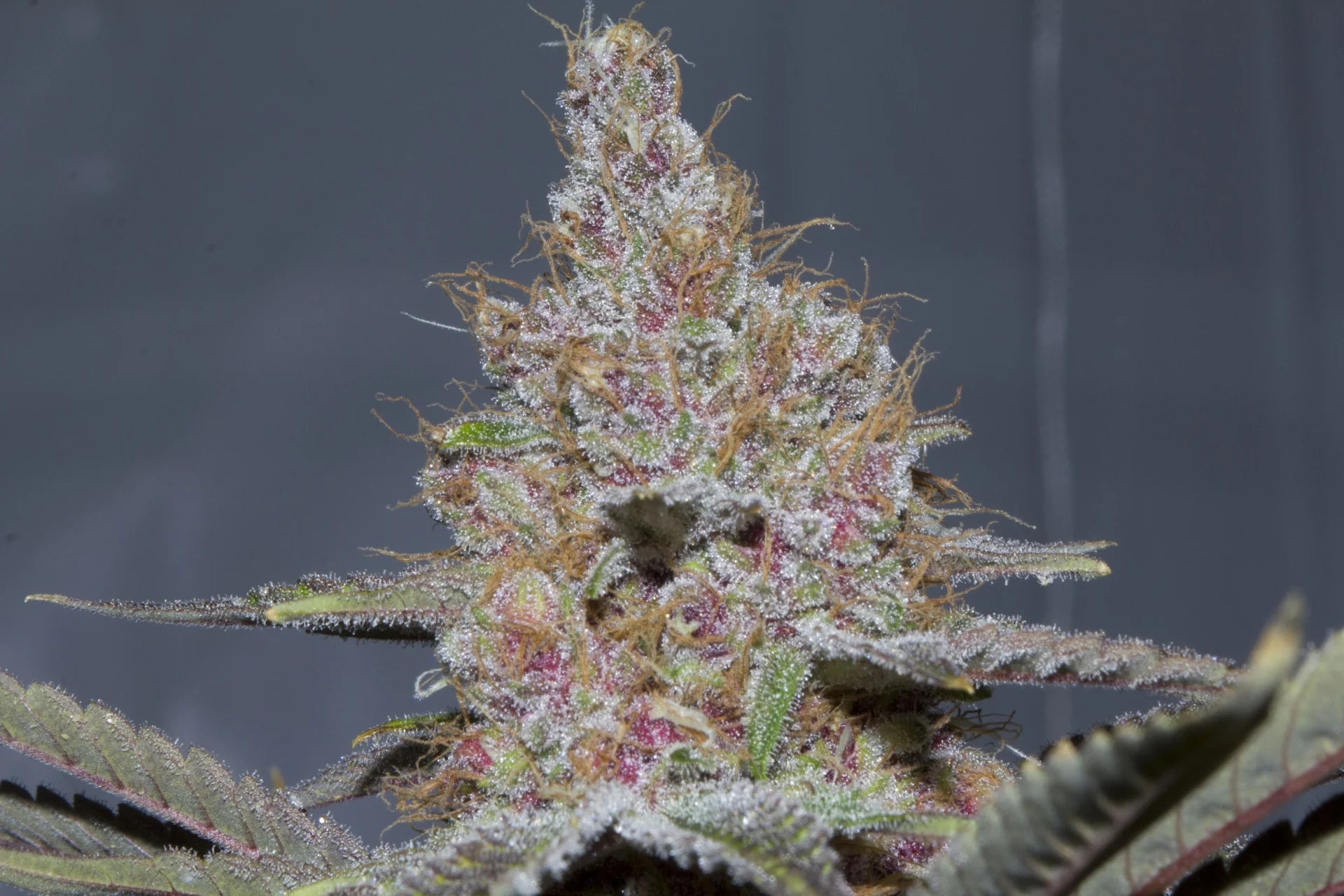 Purple Kush - Feminized (V3)3