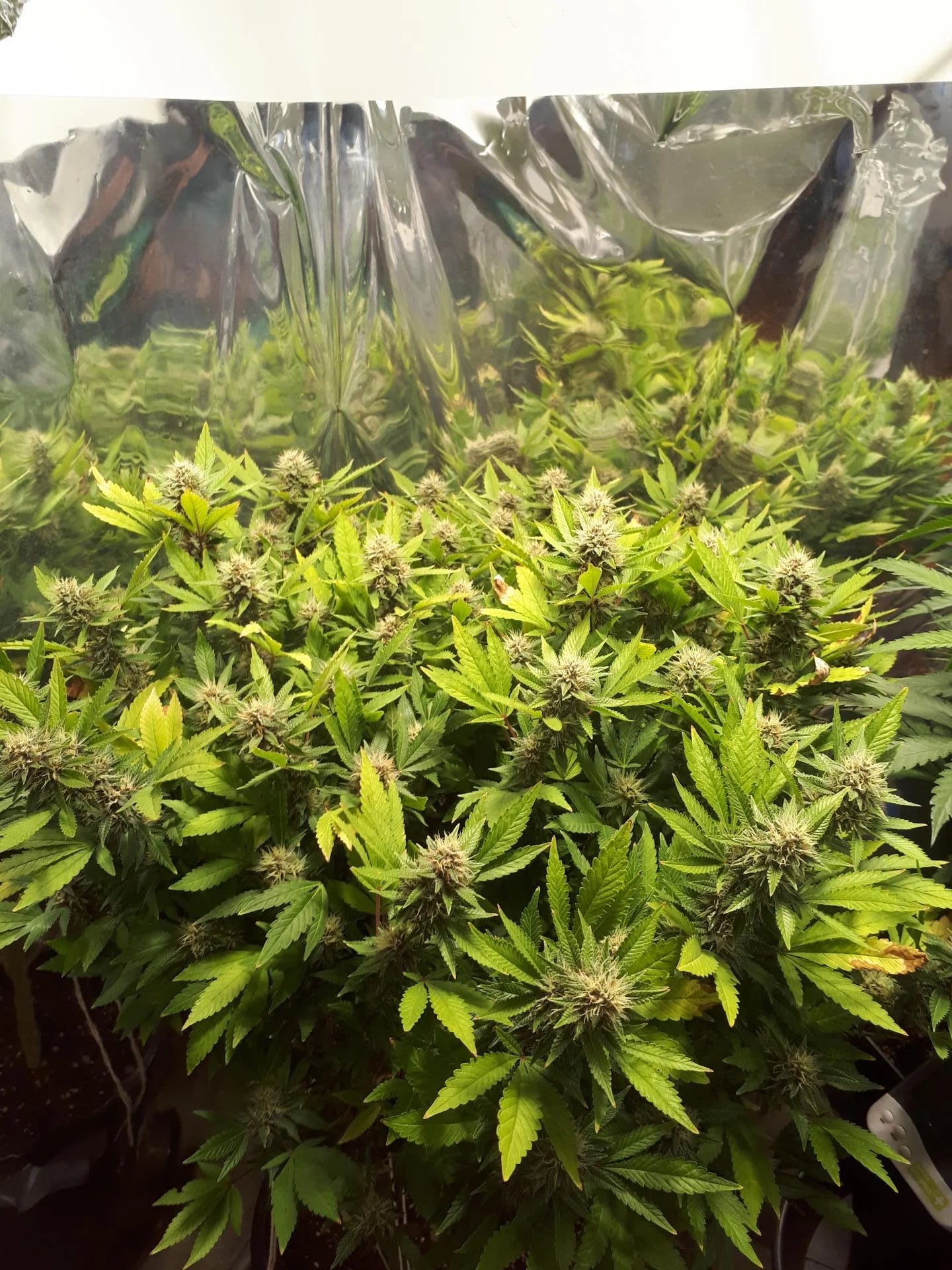 Purple Kush - Feminized (V3) 5