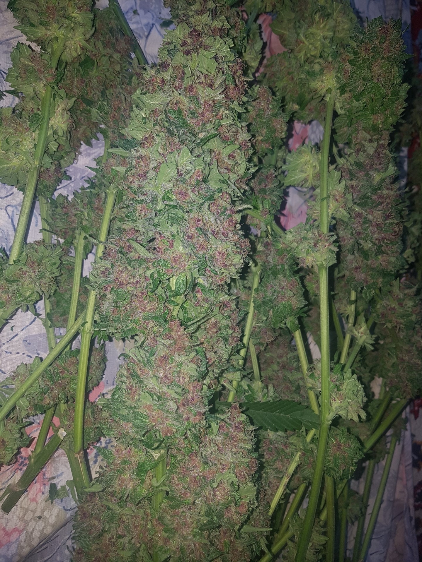 Purple Kush - Feminized (V3)7