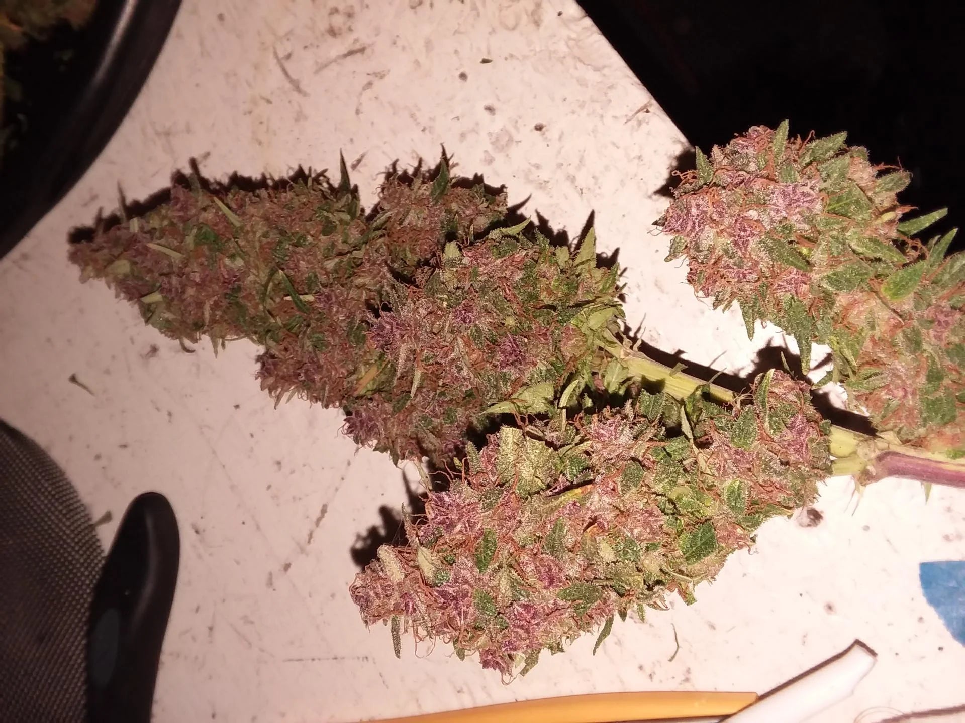 Purple Kush - Feminized (V3)