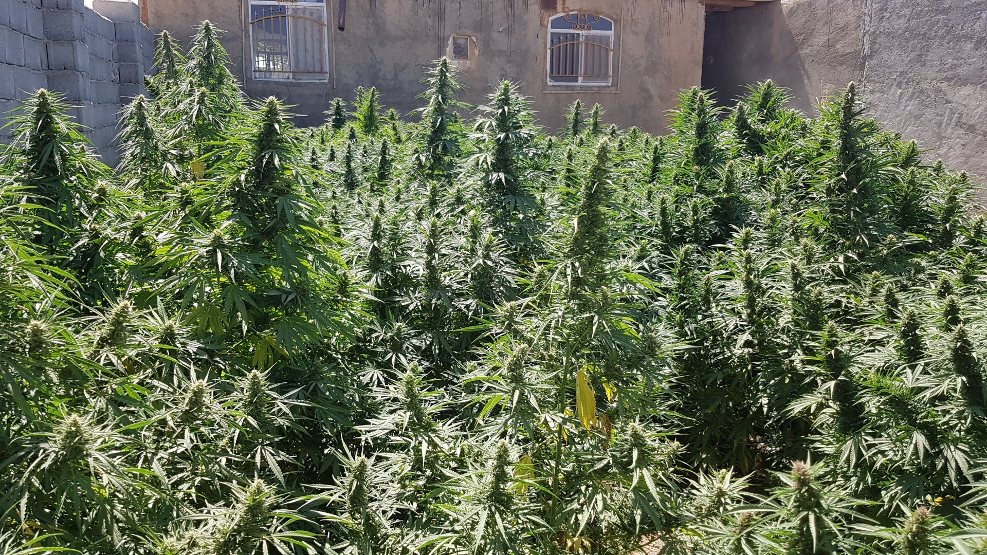 Purple Kush - Feminized (V3) 6