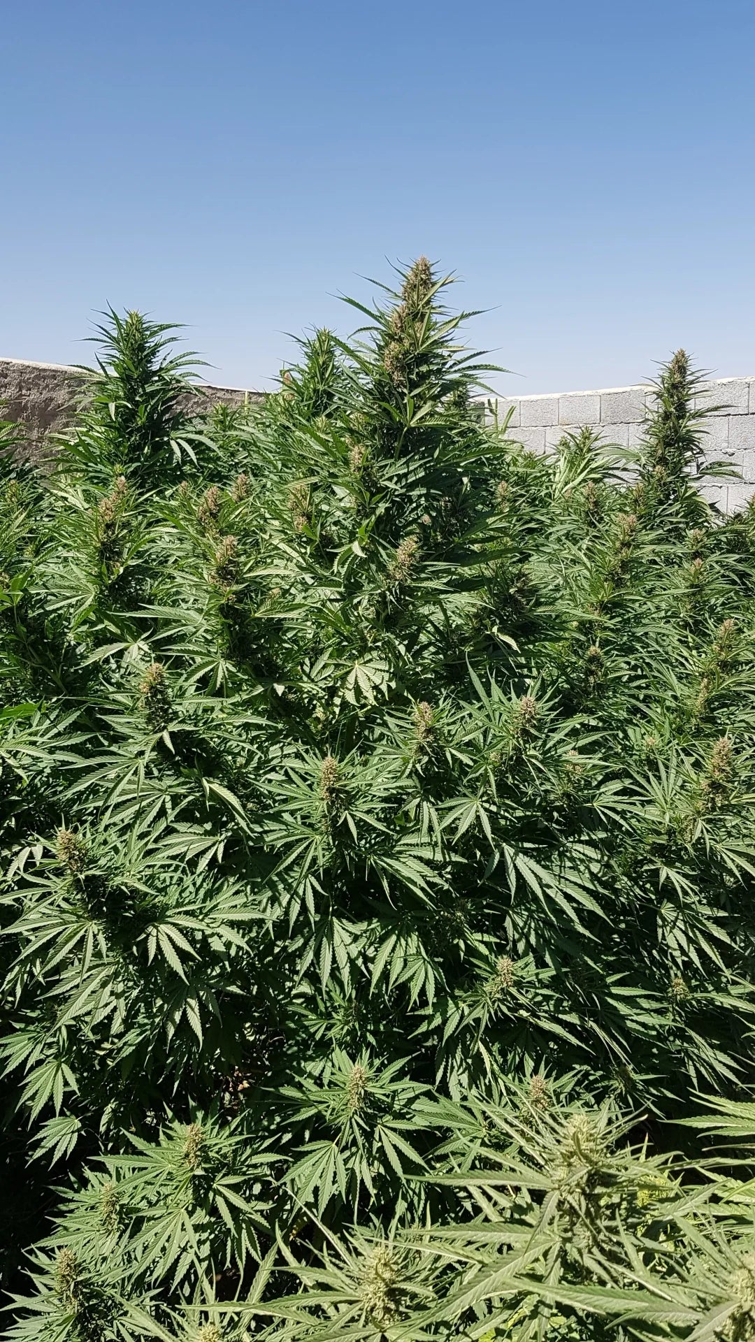 Purple Kush - Feminized (V3)