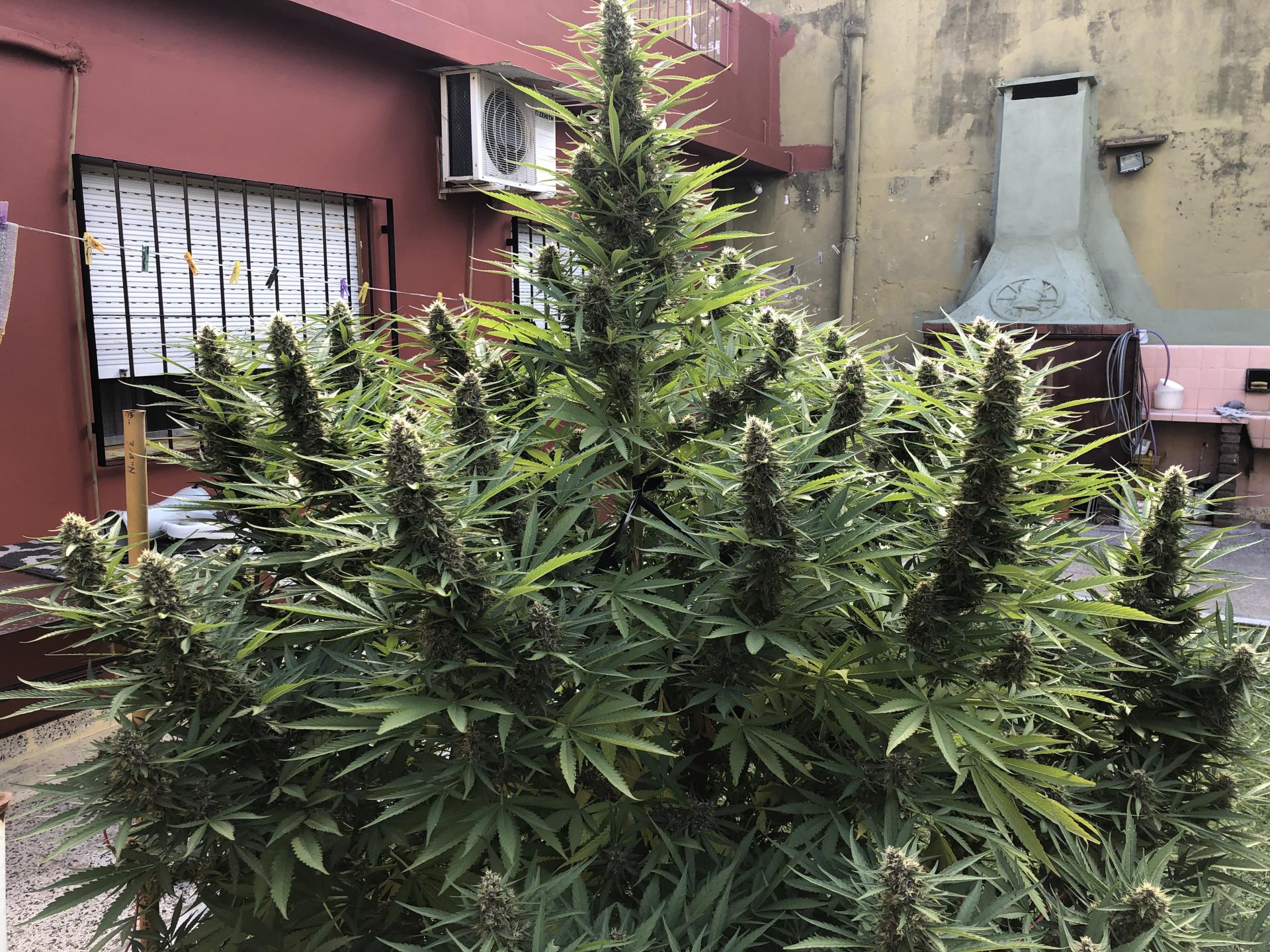 Purple Kush - Feminized (V3)