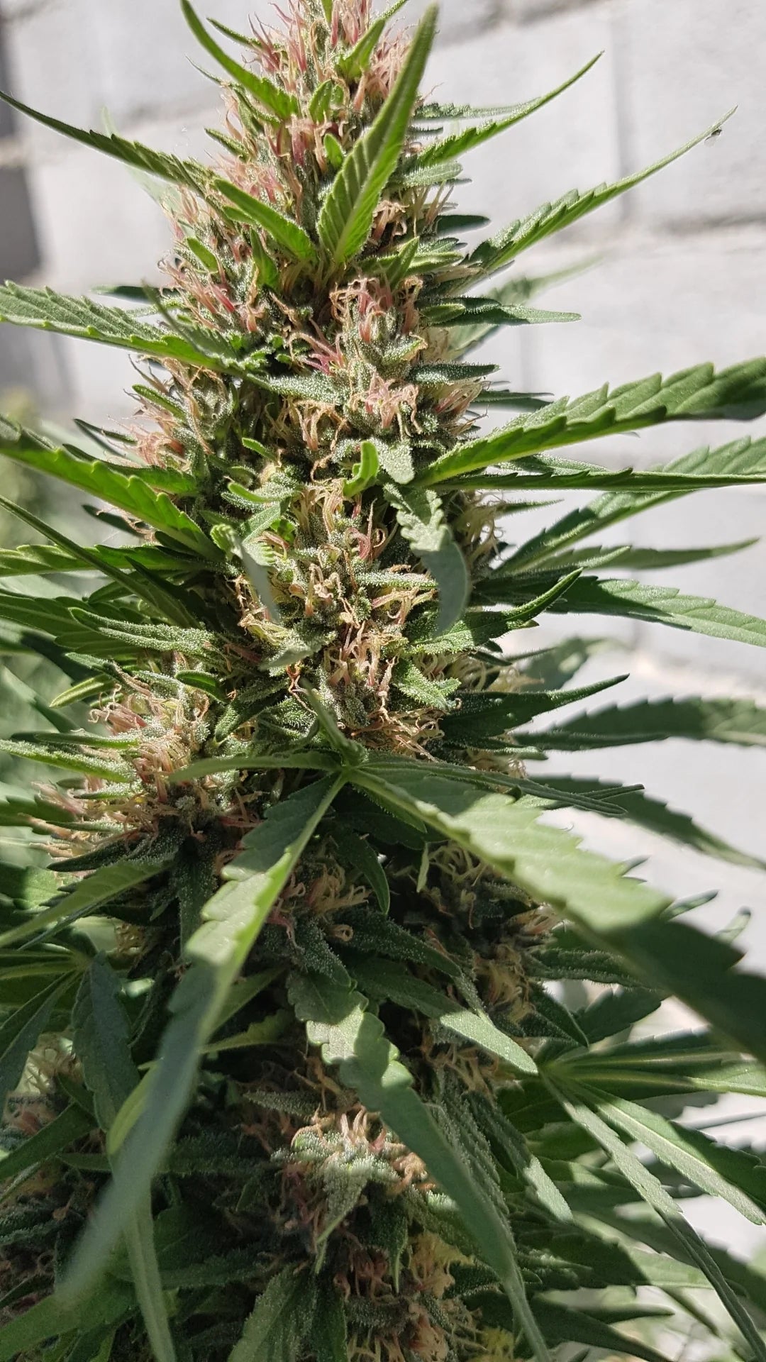 Purple Kush - Feminized (V3)