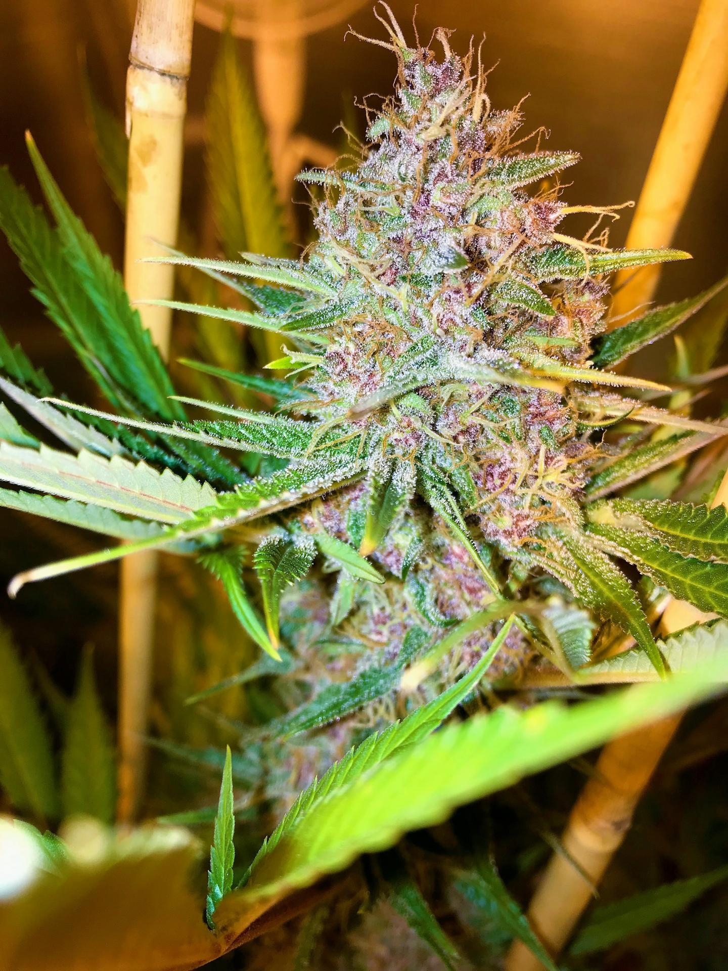 Purple Kush - Feminized (V3)