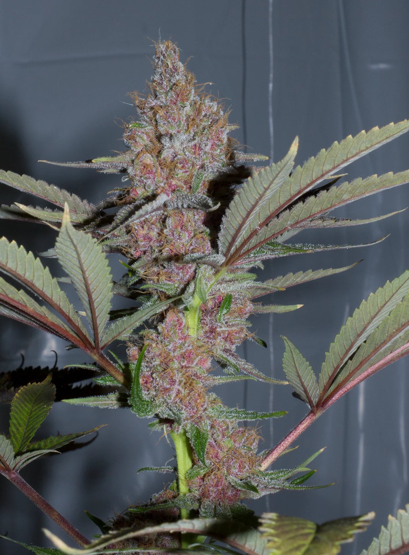 Purple Kush - Feminized (V3) 2