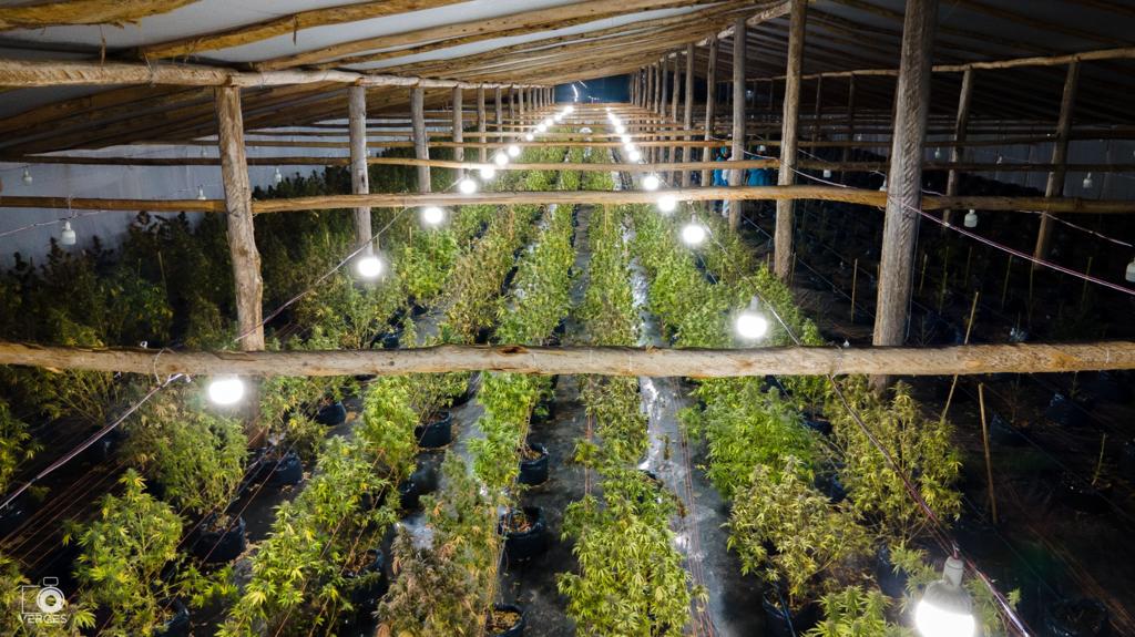 Pure CBD Punch 22 - Feminized