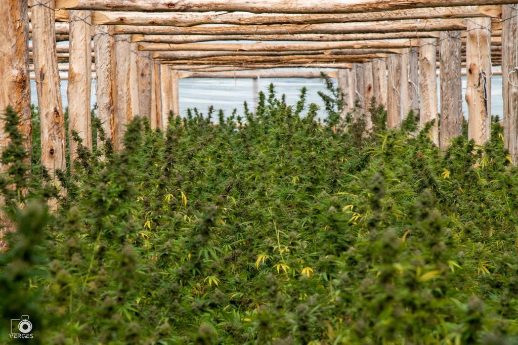 Pure CBD Punch 22 - Feminized