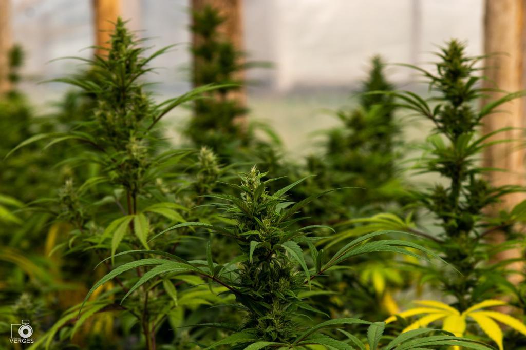 Pure CBD Punch 22 - Feminized