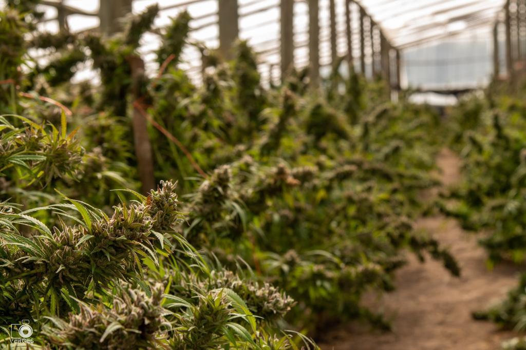 Pure CBD Punch 22 - Feminized