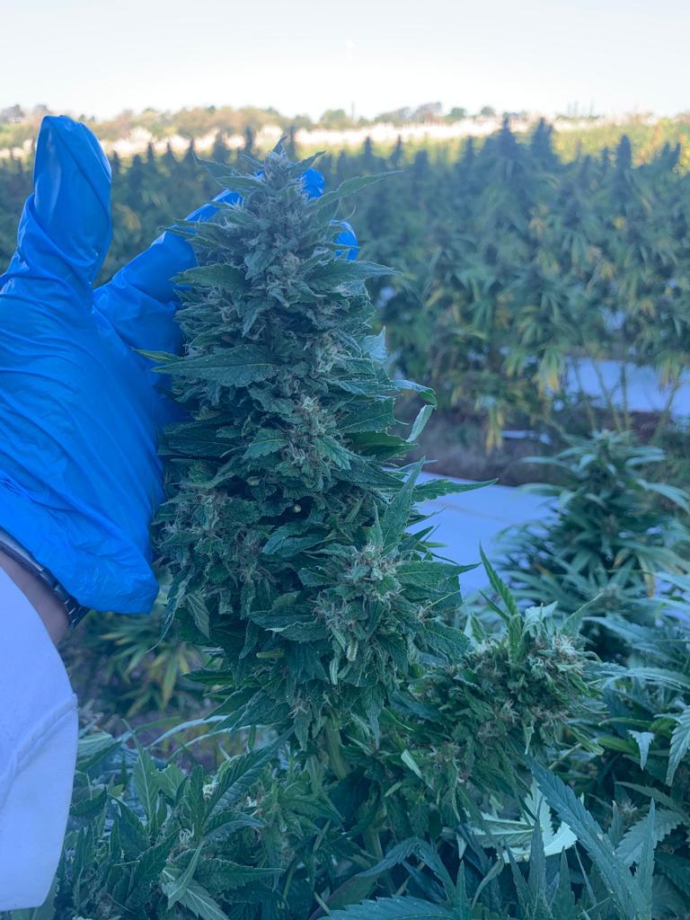 Pure CBD Punch 22 - Feminized 6