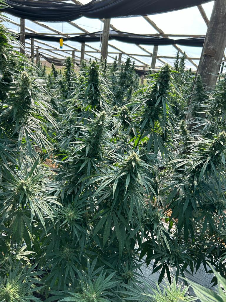 Pure CBD Punch 22 - Feminized5