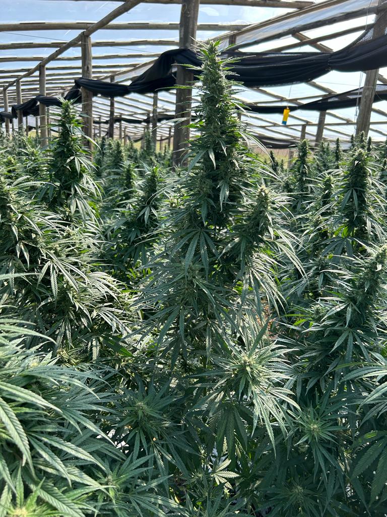 Pure CBD Punch 22 - Feminized 4