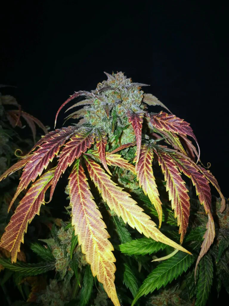 Wedding Cake V3 - Feminized