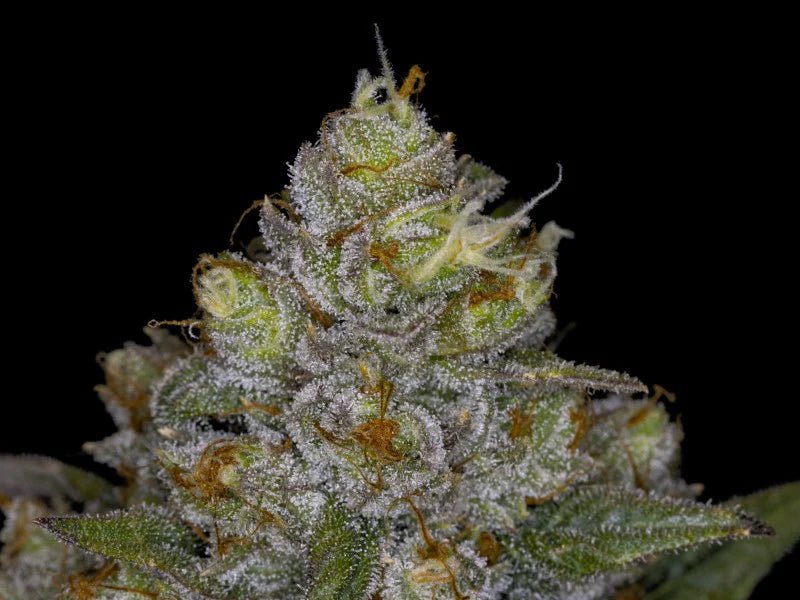 Wedding Cake V3 - Feminized 3