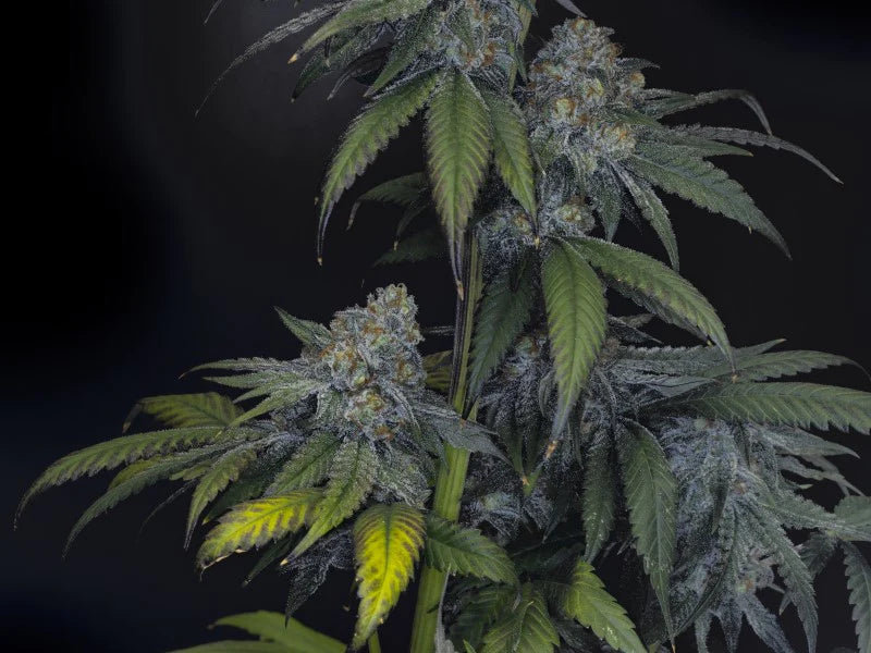 Wedding Cake V3 - Feminized 2