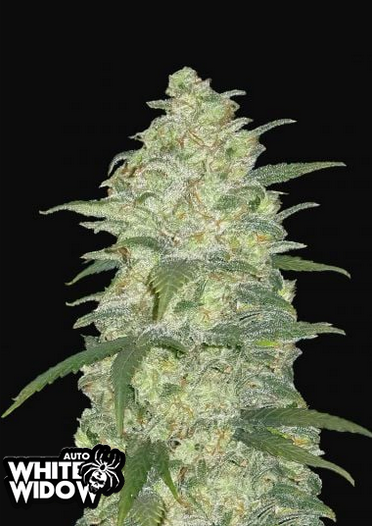 White Widow - Auto