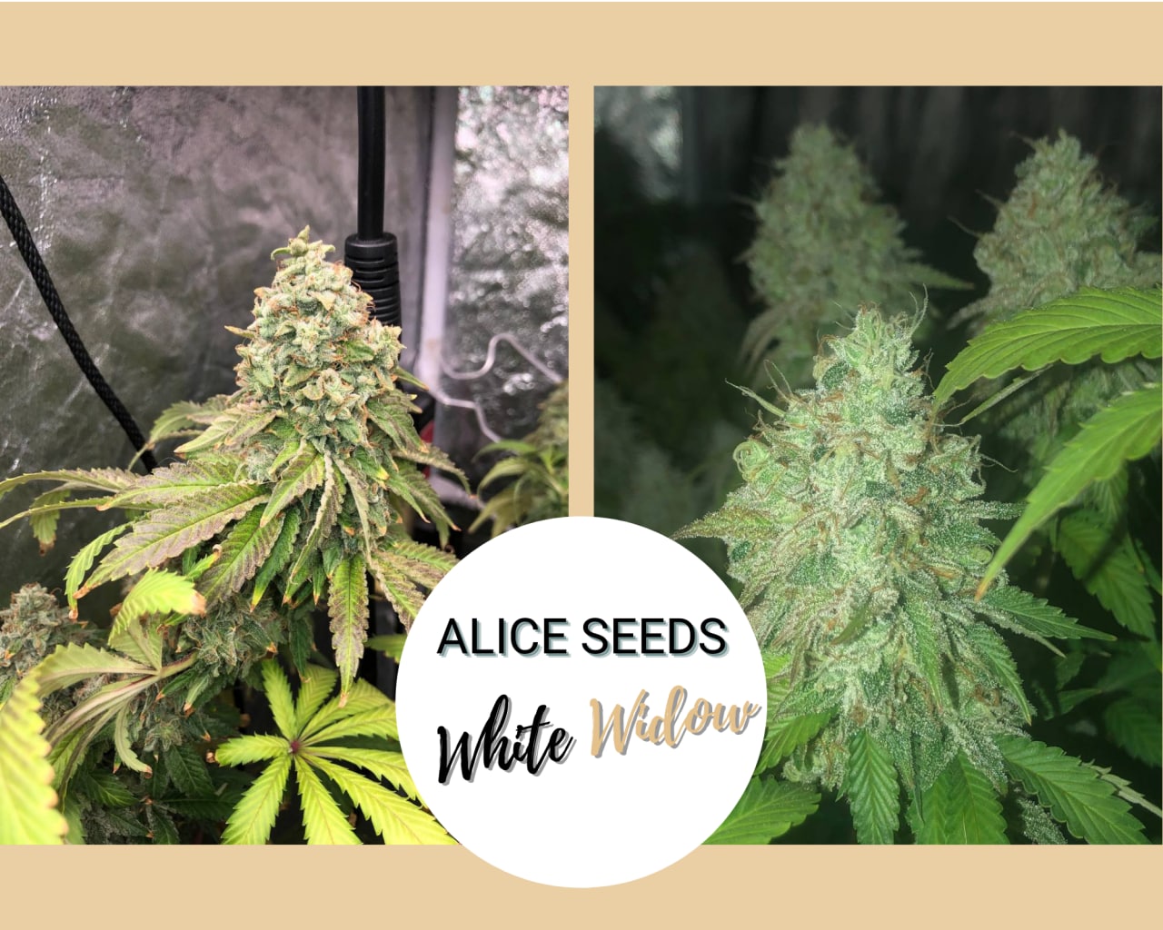 White Widow - Feminized