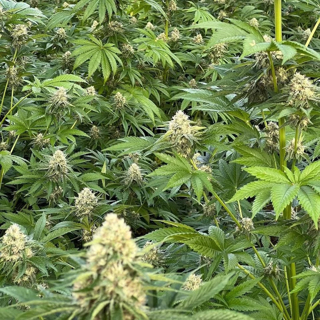 White Widow - Feminized