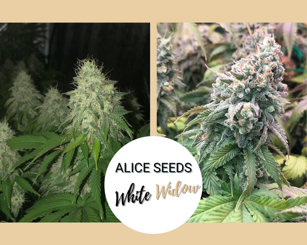 White Widow - Feminized