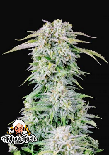 Afghan Kush - Auto