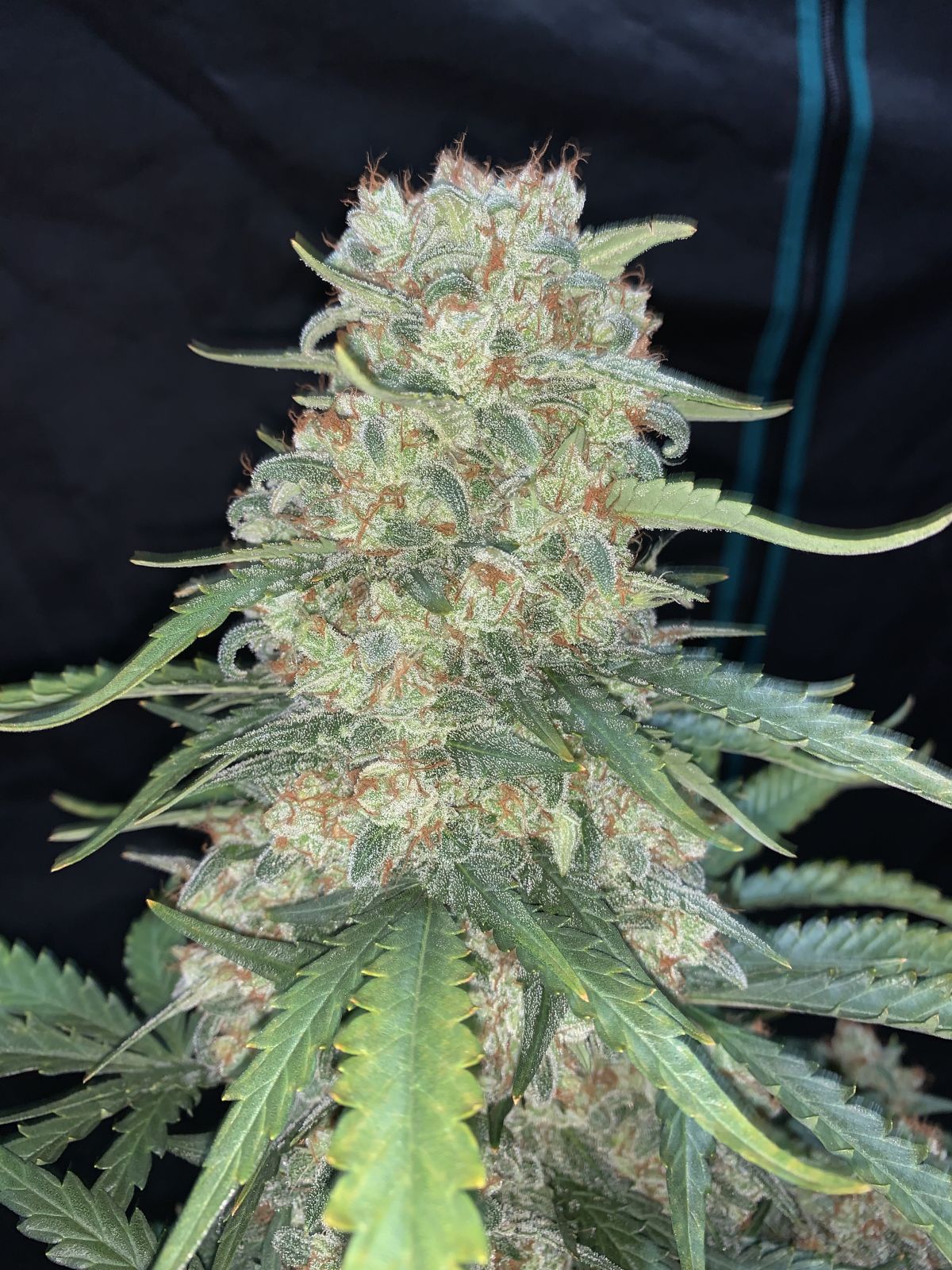 Afghan Kush - Auto