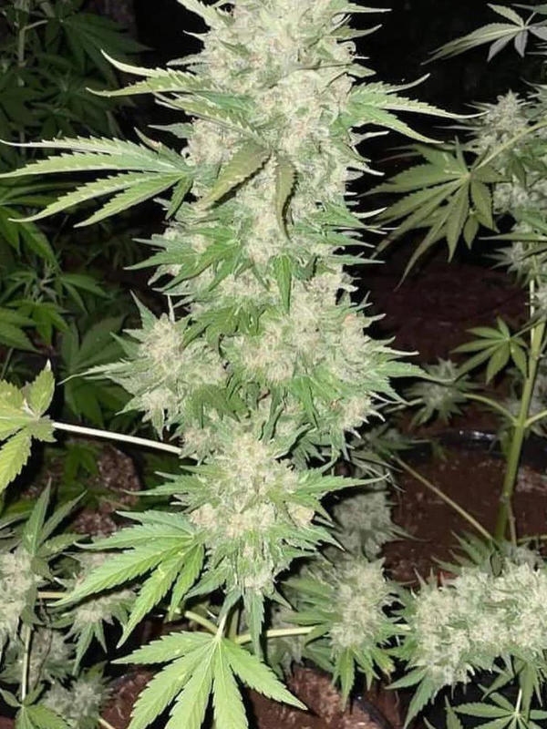 AK 47 - Feminized 1