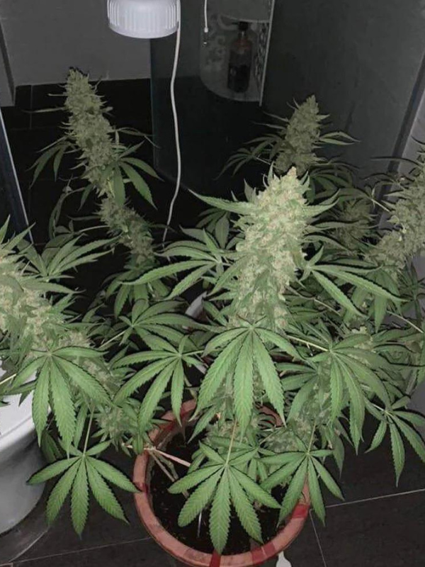 Amnesia - Feminized 1