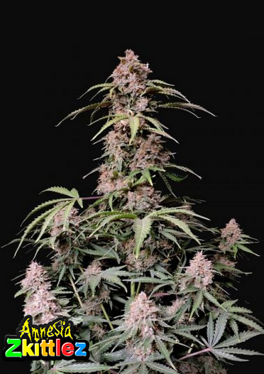 Amnesia Zkittlez - Auto