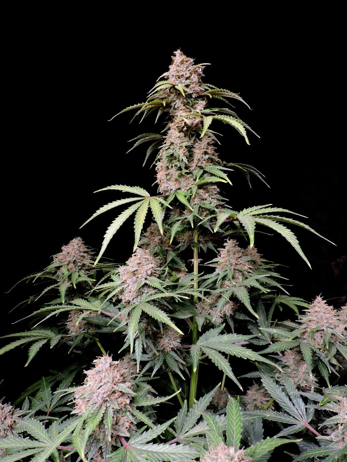 Amnesia Zkittlez - Auto