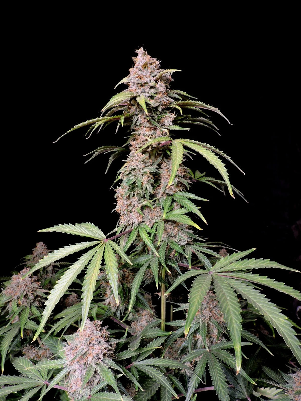 Amnesia Zkittlez - Auto